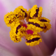 Imagen para el artículo titulado Estas son algunas de las fotos microscópicas más espectaculares del año